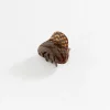 Carol Clip Brown